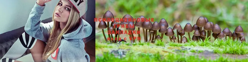 купить  цена  MEGA онион  Псилоцибиновые грибы MAGIC MUSHROOMS  Волхов 